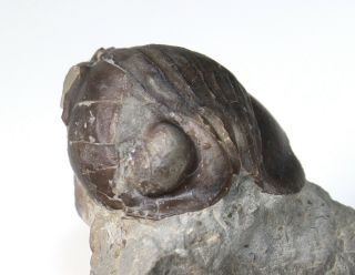 Trilobite,  Nileus Armadillo,  Ordovician,  Haellekis,  Kinnekulle,  Sweden - Eb7531