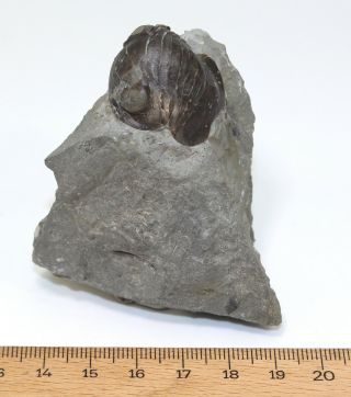 Trilobite,  Nileus armadillo,  Ordovician,  Haellekis,  Kinnekulle,  Sweden - eb7531 2