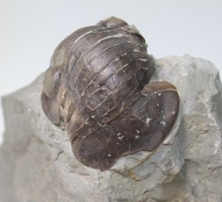 Trilobite,  Nileus armadillo,  Ordovician,  Haellekis,  Kinnekulle,  Sweden - eb7531 3