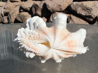 Tridacna Squamosa White Pink Fluted Ruffled Clam Shell Matched Pair,  5 "