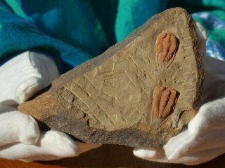 Rare High Detail Devonian Trilobite Fossil.  85 " Inch