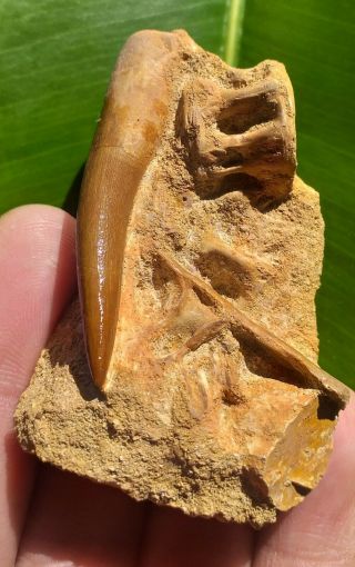 Incredible Zarafasaura Marine Reptile Tooth Fossil Along With Other Fossils