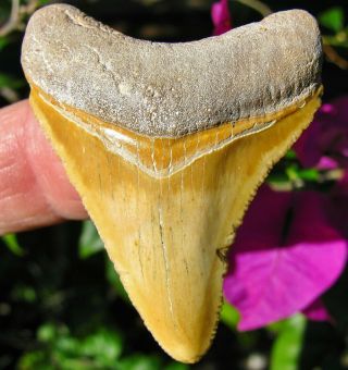 Golden Bone Valley Megalodon Fossil Shark Tooth Florida Teeth Miocene