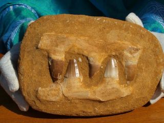 Mosasaur Dinosaur Jaw Section With Fossil Teeth 7.  0 " Inch