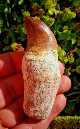 Remarkably Wonderful And Rare Mosasaurus Dinosaur Tooth Fossil