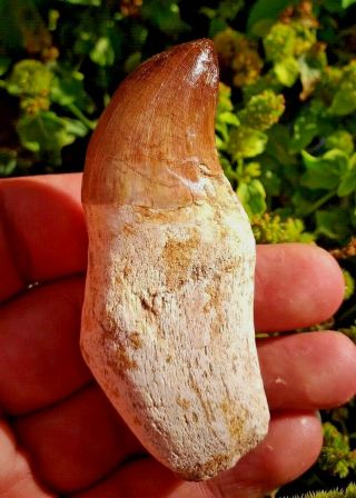 Remarkably Wonderful and Rare Mosasaurus Dinosaur tooth fossil 2