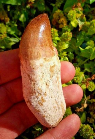 Remarkably Wonderful and Rare Mosasaurus Dinosaur tooth fossil 3