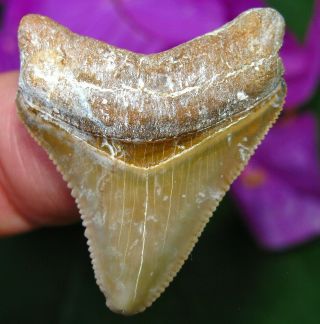 Colorful Bone Valley Megalodon Fossil Shark Tooth Florida Teeth Miocene
