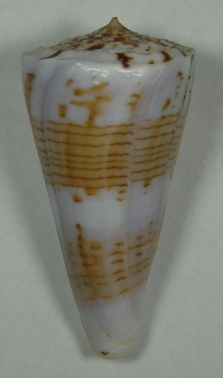 Conus Shikamai 55.  67mm Choice Rare Xl Specimen Bohol,  Philippines