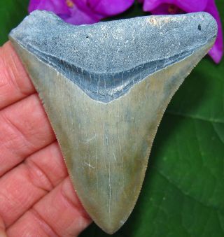 Big 3 " Bone Valley Megalodon Fossil Shark Tooth Florida Teeth Miocene