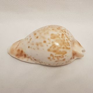 Wonder Cowrie Seashell 100mm - Cypraea Hesitata - Australia