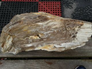 Large Petrified Wood Log 22 Lb Collector Fossil.  N.  E.  Missouri
