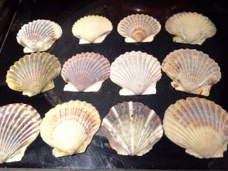 75 Scallop Shells Provincetown Cape Cod Bay Scallops 2.  5 - 3 Inch Shells