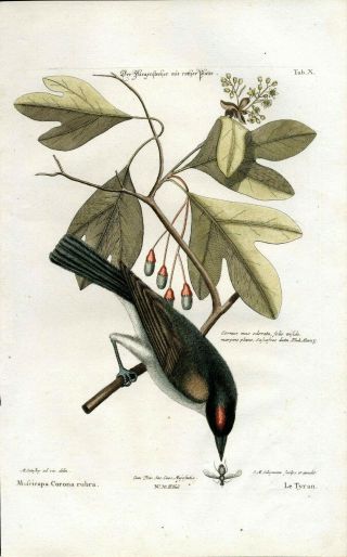 1768 Orig Mark Catesby Seligmann Hand Color Bird Engraving Tyrant,  Sassafras,  Bug