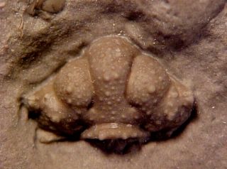 Hemiarges And Hypodicranotus Trilobites From The Ordovician,  Ontario,  Canada