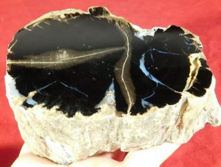 A Big Highly Agatized Blue Forest Petrified Wood Fossil From Wyoming 877gr E