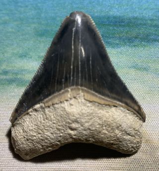 Bone Valley Megalodon Shark Tooth 1.  75” Bright Grey Color - Great Serrations