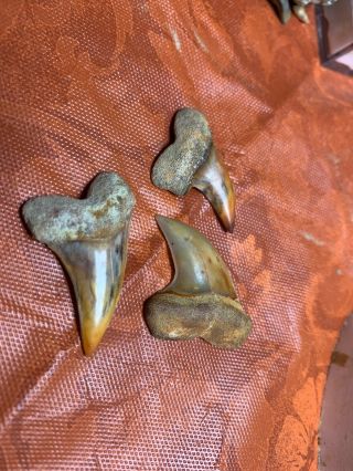 3bakersfield Fossil Shark Tooth Hill Shark Teeth Isurus Planus Extinct Fire Zone