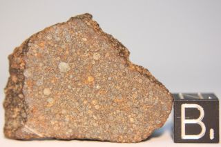 Nwa 10499 Ll3 Primitive (billions Of Years) Chondrite Meteorite 7.  3 Grams