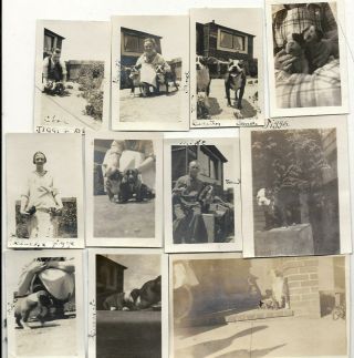 37 Vtg Photo Snapshot Family With Boston Terrier Dogs & Puppies 1920 - 30s