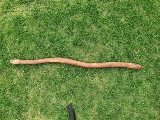 Large Aboriginal Wooden Snake 79cm Long