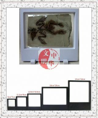 Jurassic Chordata Fish Dayfly Bone Temple Confuciusornis Bird Fossil Rock Slab6 "