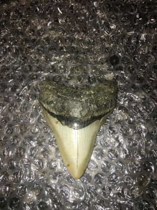 Megalodon Tooth Huge 4 1/2 Fossil