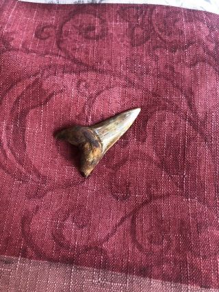 Bakersfield Fossil Shark Tooth Hill Shark Teeth Isurus Hastalis Mako