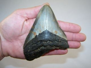 5.  11 Inch Megalodon Fossil Shark Tooth Teeth - 8.  7 Oz - Not Dinosaur