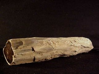 Rw Impressive 8  Petrified Wood Limb " From Mcdermitt,  Oregon