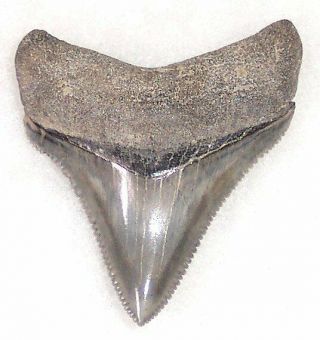 Sharply Serrated 1 9/16 " Fossil Megalodon Shark Tooth