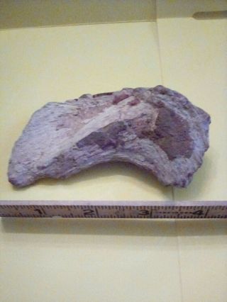 Spinosaurus Finger Bone Kem - Kem Formation 3