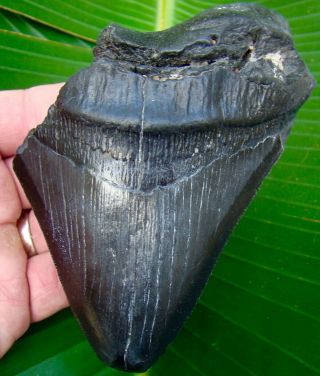 Megalodon Shark Tooth - 5 & 1/16 - Real Fossil Shark Teeth - No Restorations