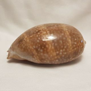 Deer Cowrie Seashell 130 Mm - Cypraea Cervus - Spots - Large Shell Cw3