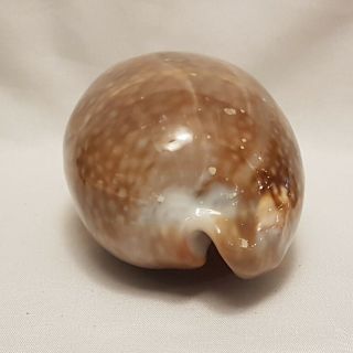Deer Cowrie Seashell 130 MM - Cypraea Cervus - spots - Large Shell CW3 3