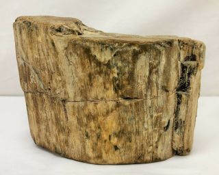 Large Oval Petrified Wood Tree Trunk Fossil 16.  5 Lbs.  / 7,  400 Grams