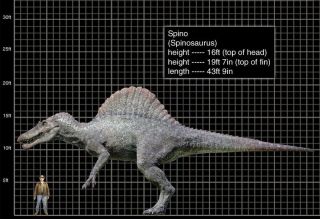 JUVENILE - SPINOSAURUS Dinosaur Tooth - 2 & 1/8 - 100 NATURAL - NO RESTORATION 3
