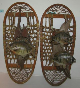 2 Vintage Blue Gill Mounts On Driftwood & Snowshoes Taxidermy Fish Snocraft