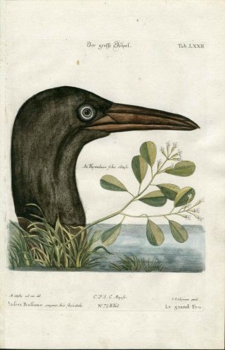 1768 Mark Catesby Seligmann Hand Color Bird Engraving,  Great Booby
