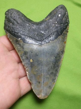 Huge 4.  84 " Megalodon Shark Tooth Teeth Extinct Fossil Meg Scuba Diver Direct 195