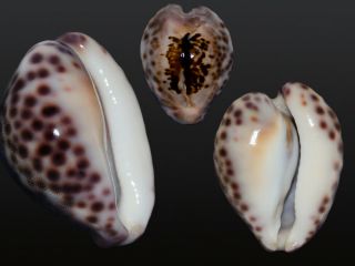 Seashell Cypraea Teulerei Top Game For Aesthete Colorful 46.  7 Mm