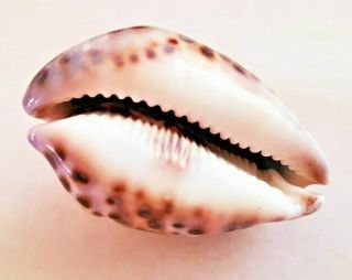 Seashell Cypraea Tigris Exceptional Shell