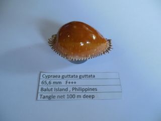 Cypraea Guttata Guttata 65,  6 Mm F,