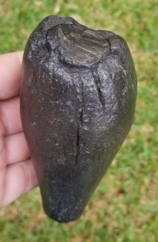 Giant Fossil Sperm Whale Shark Snack Tooth 1 Pound 5.  5 Ounces,  5” Long
