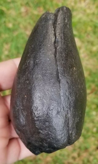 Giant fossil sperm whale Shark snack tooth 1 pound 5.  5 ounces,  5” long 3