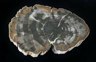 Araucarioxylon From Egg Canyon,  Circle Cliffs,  Utah Polished Petrified Wood