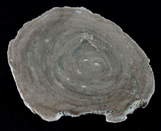 Lindera From South Of Green River,  Wyoming Polished Petrified Wood
