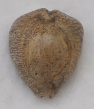 Shell Fossil Cypraea (barycypraea) Murisimilis 35.  85mm