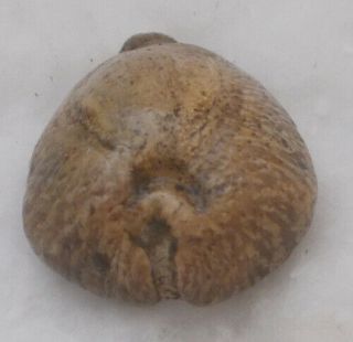 SHELL FOSSIL Cypraea (Barycypraea) murisimilis 35.  85mm 2