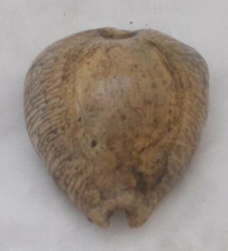 SHELL FOSSIL Cypraea (Barycypraea) murisimilis 35.  85mm 3